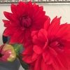 joankiefer5
